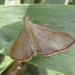 Endotricha ignealis at Namadgi National Park - 20 Nov 2023 02:07 PM