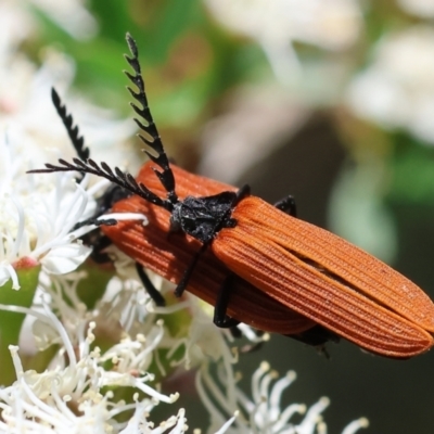 Porrostoma rhipidium (Long-nosed Lycid (Net-winged) beetle) at West Wodonga, VIC - 25 Nov 2023 by KylieWaldon