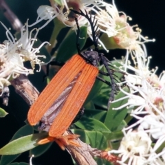 Porrostoma rhipidium at Wodonga - 26 Nov 2023