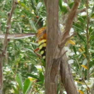 Catocheilus sp. (genus) at Sth Tablelands Ecosystem Park - 23 Nov 2023