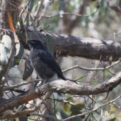 Strepera graculina (Pied Currawong) at Greenleigh, NSW - 25 Nov 2023 by LyndalT