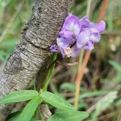 Glycine clandestina (Twining Glycine) at Yass River, NSW - 26 Nov 2023 by SenexRugosus