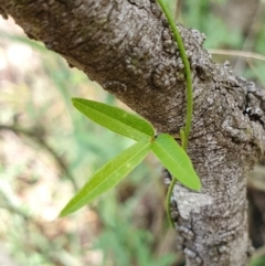 Glycine clandestina at Rugosa - 26 Nov 2023 11:33 AM