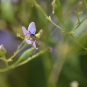 Exoneura sp. (genus) at QPRC LGA - 25 Nov 2023