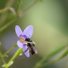 Exoneura sp. (genus) at QPRC LGA - 25 Nov 2023