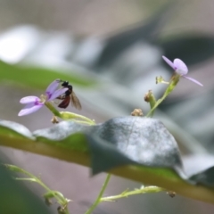 Exoneura sp. (genus) at QPRC LGA - 25 Nov 2023