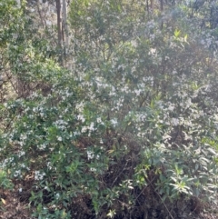 Prostanthera lasianthos (Victorian Christmas Bush) at Tallaganda State Forest - 26 Nov 2023 by courtneyb