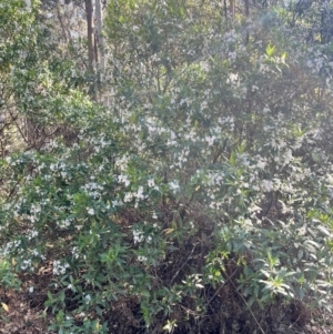 Prostanthera lasianthos at QPRC LGA - 26 Nov 2023 08:19 AM