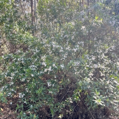 Prostanthera lasianthos (Victorian Christmas Bush) at Kindervale, NSW - 25 Nov 2023 by courtneyb