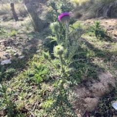 Carduus nutans (Nodding Thistle) at Kindervale, NSW - 25 Nov 2023 by courtneyb