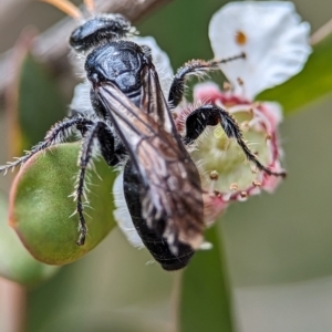 Anthoboscinae sp. (subfamily) at Denman Prospect 2 Estate Deferred Area (Block 12) - 26 Nov 2023 02:19 PM