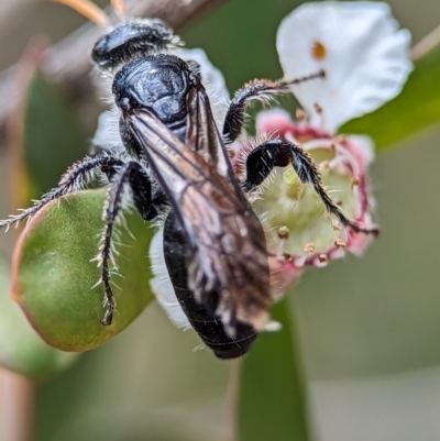 Anthoboscinae sp. (subfamily) (Flower wasp) at Denman Prospect 2 Estate Deferred Area (Block 12) - 26 Nov 2023 by Miranda