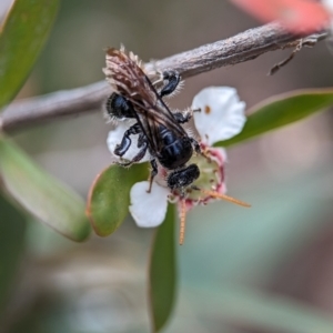 Anthoboscinae sp. (subfamily) at Denman Prospect 2 Estate Deferred Area (Block 12) - 26 Nov 2023 02:19 PM