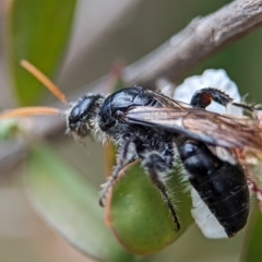 Anthoboscinae sp. (subfamily) at Denman Prospect 2 Estate Deferred Area (Block 12) - 26 Nov 2023 02:19 PM