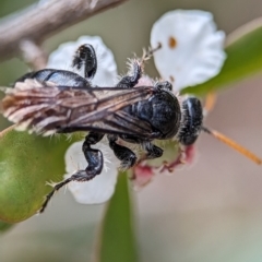 Anthoboscinae sp. (subfamily) at Denman Prospect 2 Estate Deferred Area (Block 12) - 26 Nov 2023 02:19 PM