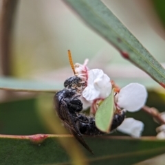 Anthoboscinae sp. (subfamily) at Denman Prospect 2 Estate Deferred Area (Block 12) - 26 Nov 2023 02:19 PM