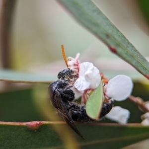 Anthoboscinae sp. (subfamily) at Denman Prospect 2 Estate Deferred Area (Block 12) - 26 Nov 2023 02:19 PM