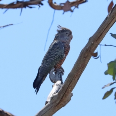 Callocephalon fimbriatum (Gang-gang Cockatoo) at Aranda Bushland - 26 Nov 2023 by LydiaB