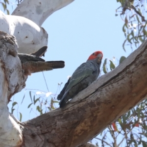 Callocephalon fimbriatum at Aranda Bushland - 26 Nov 2023