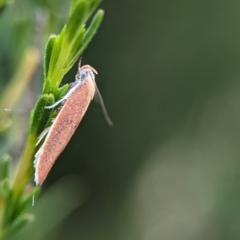 Unidentified Moth (Lepidoptera) at Block 402 - 26 Nov 2023 by Miranda