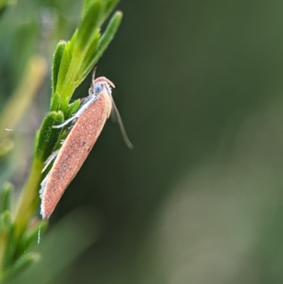 Eochrois dejunctella (A Concealer moth (Wingia Group)) at Denman Prospect 2 Estate Deferred Area (Block 12) - 26 Nov 2023 by Miranda