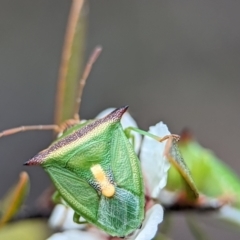 Cuspicona stenuella (Shield bug) at Piney Ridge - 26 Nov 2023 by Miranda