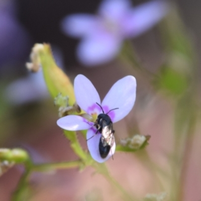 Hylaeus (Planihylaeus) quadriceps (Hylaeine colletid bee) at Greenleigh, NSW - 25 Nov 2023 by LyndalT