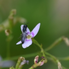 Hylaeus (Planihylaeus) quadriceps at QPRC LGA - 25 Nov 2023