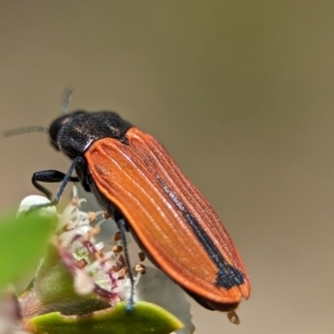 Castiarina erythroptera at Bluetts Block (402, 403, 12, 11) - 26 Nov 2023