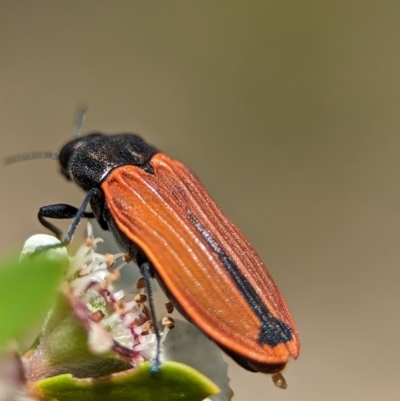 Castiarina erythroptera (Lycid Mimic Jewel Beetle) at Bluetts Block Area - 26 Nov 2023 by Miranda