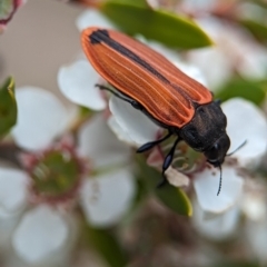 Castiarina erythroptera at Bluetts Block (402, 403, 12, 11) - 26 Nov 2023