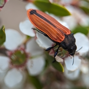 Castiarina erythroptera at Bluetts Block (402, 403, 12, 11) - 26 Nov 2023