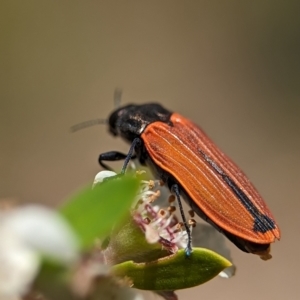 Castiarina erythroptera at Bluetts Block (402, 403, 12, 11) - 26 Nov 2023 01:23 PM