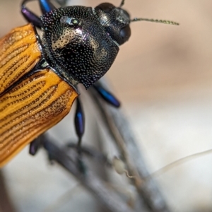 Castiarina subpura at Bluetts Block (402, 403, 12, 11) - 26 Nov 2023