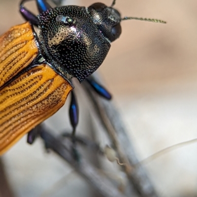 Castiarina subpura (A jewel beetle) at Piney Ridge - 26 Nov 2023 by Miranda