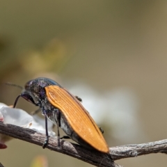 Castiarina subpura at Bluetts Block (402, 403, 12, 11) - 26 Nov 2023