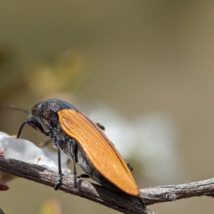 Castiarina subpura at Bluetts Block (402, 403, 12, 11) - 26 Nov 2023 01:52 PM