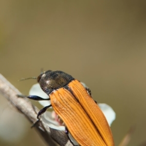 Castiarina subpura at Bluetts Block (402, 403, 12, 11) - 26 Nov 2023