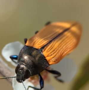 Castiarina subpura at Bluetts Block (402, 403, 12, 11) - 26 Nov 2023