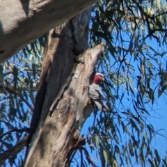 Eolophus roseicapilla (Galah) at Albury - 25 Nov 2023 by Darcy