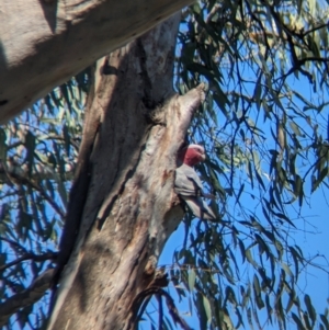 Eolophus roseicapilla at Splitters Creek, NSW - 26 Nov 2023