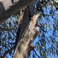 Eolophus roseicapilla at Splitters Creek, NSW - 26 Nov 2023 10:01 AM