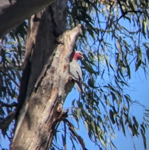 Eolophus roseicapilla at Splitters Creek, NSW - 26 Nov 2023