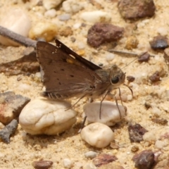 Hesperilla donnysa (Varied Sedge-skipper) at Woodlands, NSW - 22 Nov 2023 by Curiosity