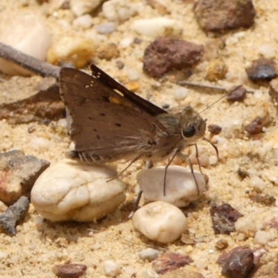 Hesperilla donnysa (Varied Sedge-skipper) at Jellore State Forest - 22 Nov 2023 by Curiosity