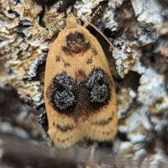 Garrha ocellifera (A concealer moth) at Block 402 - 26 Nov 2023 by Miranda