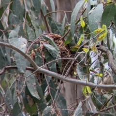 Oriolus sagittatus (Olive-backed Oriole) at Splitters Creek, NSW - 26 Nov 2023 by Darcy