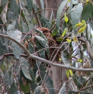 Oriolus sagittatus at Splitters Creek, NSW - 26 Nov 2023