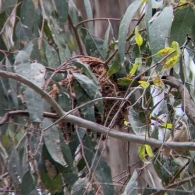 Oriolus sagittatus (Olive-backed Oriole) at Albury - 26 Nov 2023 by Darcy