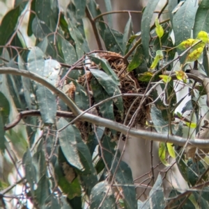 Oriolus sagittatus at Splitters Creek, NSW - 26 Nov 2023